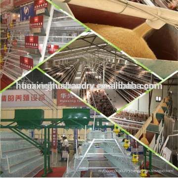 China factory supplier wholesale chicken prices